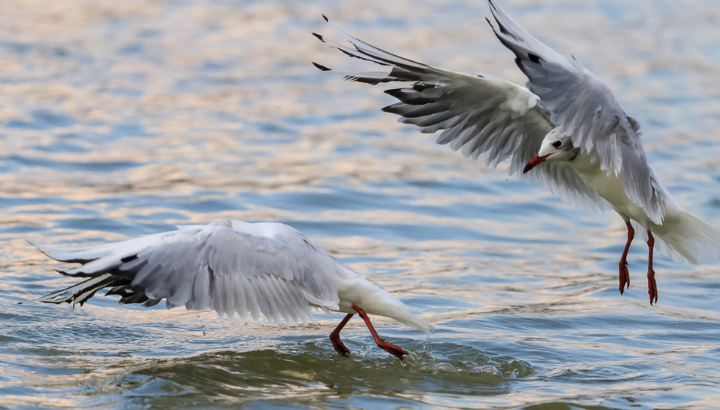 Les oiseaux de la baie de l’Enfer